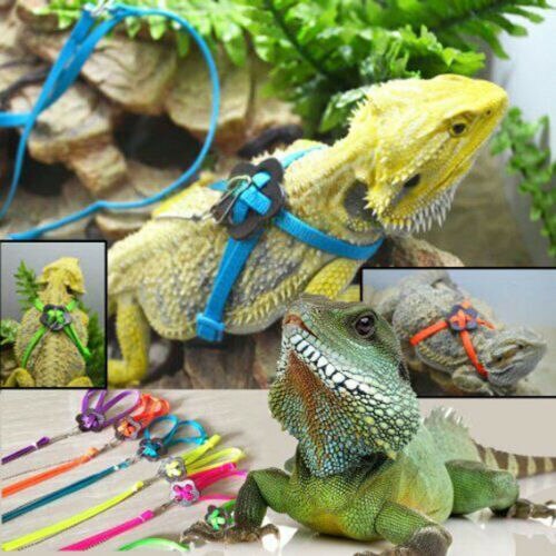 Skægget drage krybdyr firben gecko critters justerbar sele snor holde reb