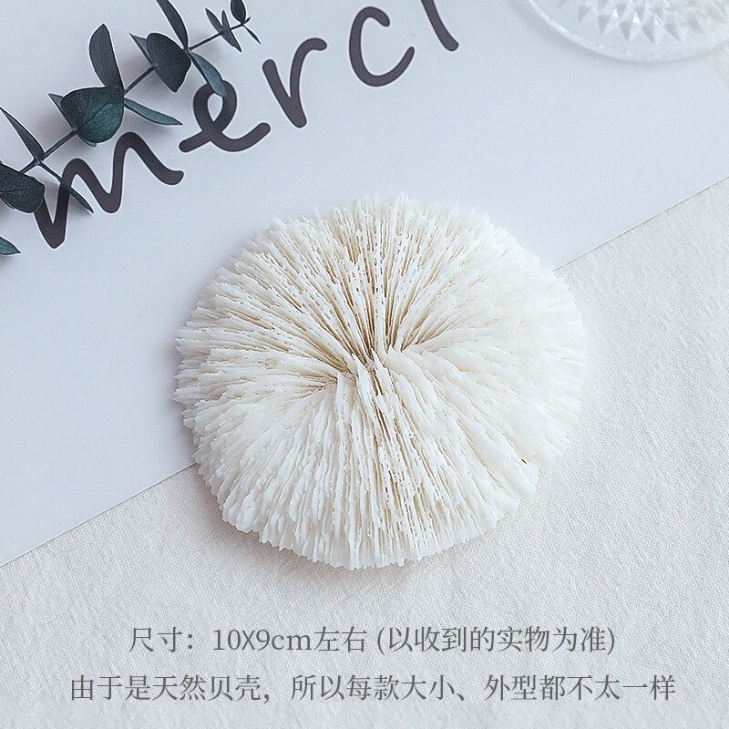 Shell decoration photography accessories photography Retro Props Birthday Party decorations props: AC310