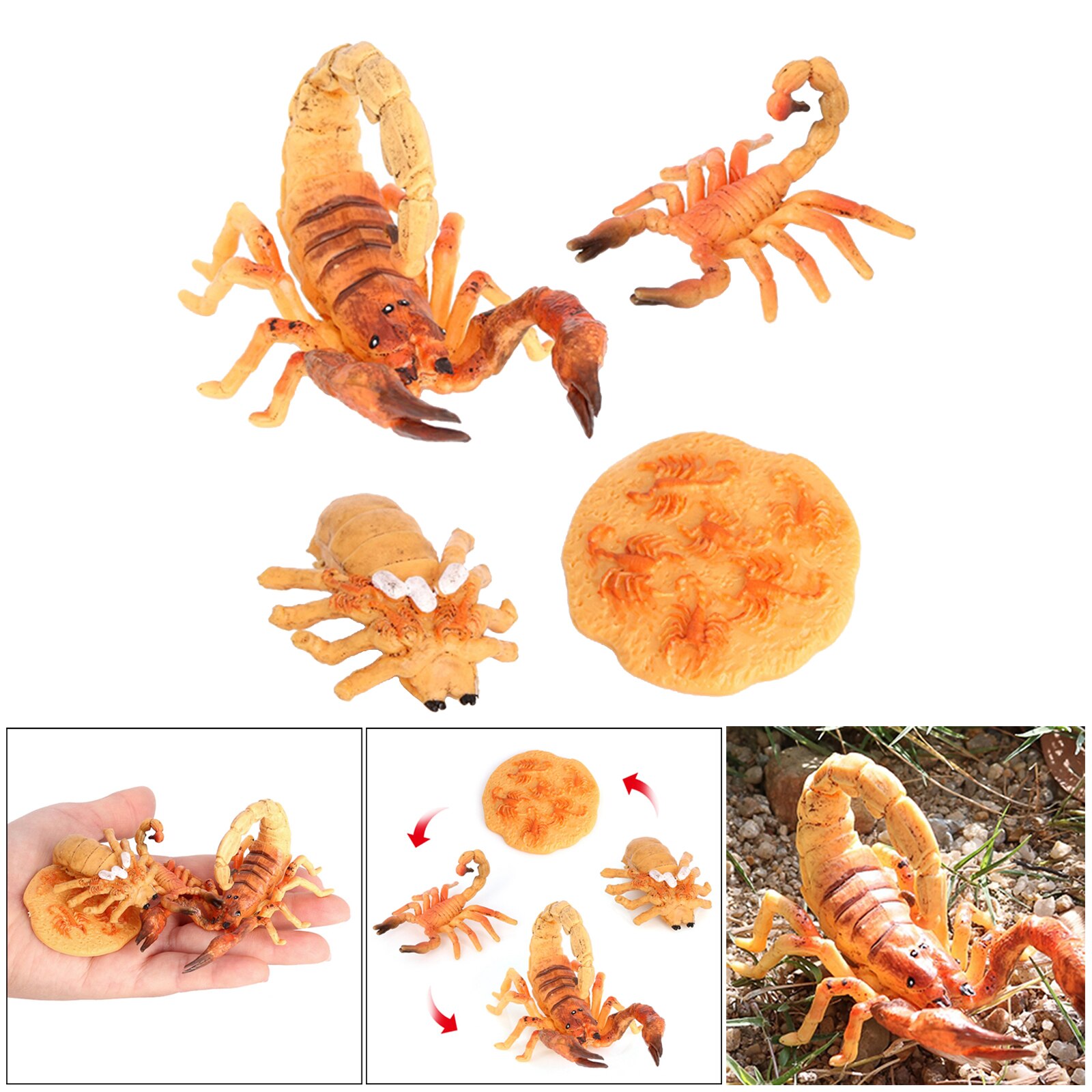 Modèle de Cycle de vie Scorpion de jouet préscolaire de développement éducatif précoce de bébé