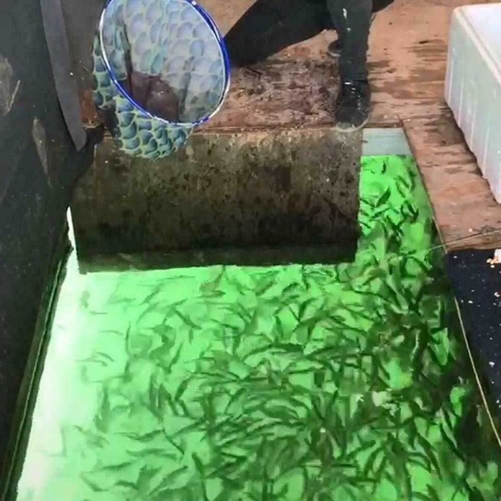 Luz LED sumergible para pesca, buscador de peces bajo el agua, lámpara con bombilla de 1200LM, cable de 5M, accesorios para herramientas de pesca