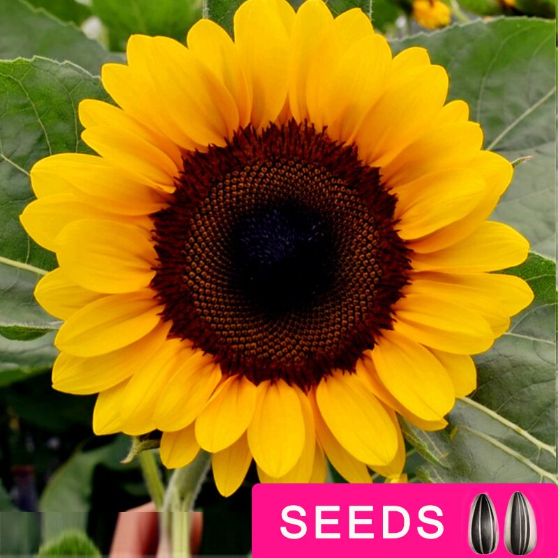 Zonnebloem Zaden Planten Bloemen Seedings Voor Tuin Zaaien Outdoor En Indoor Alle Seizoenen