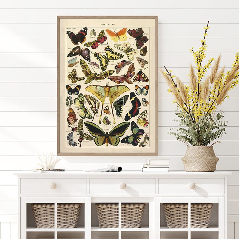 Vlinder Insect Vintage Poster Print Biologie Onderwijs Wall Art Foto Modern Studeerkamer Decoratie Poster Kraftpapier