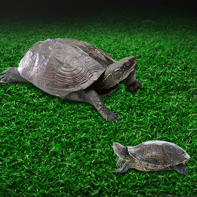 Plataforma de descanso para Tortuga, escalera de escalada, secado, terraza, césped simulado, decoración de reptiles, copa de succión para pecera de mascotas