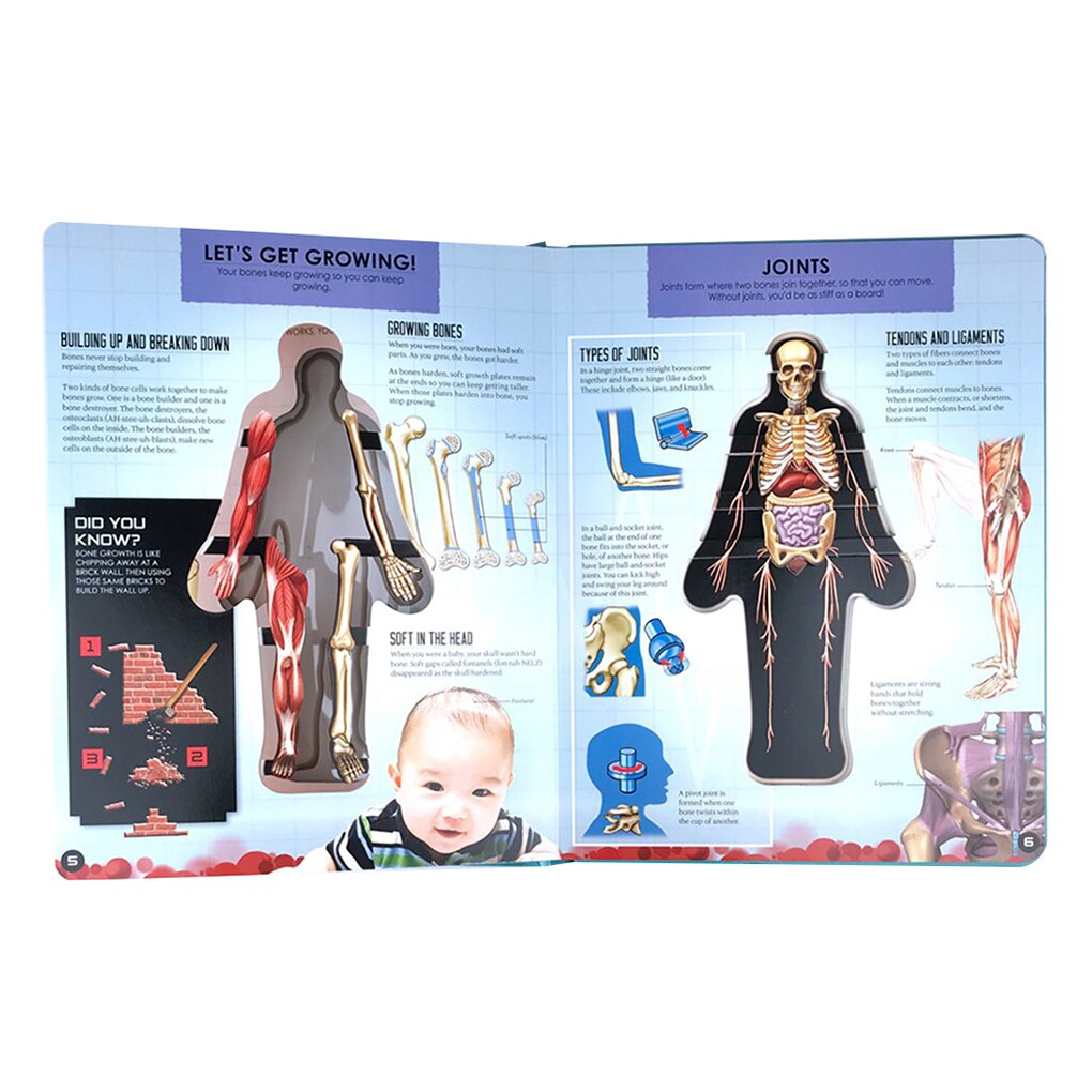 3D Foto Menselijk Lichaam Structuur Boek Anatomie Wetenschap Lezen Stickers Kid Vroege Educatief Cognitieve Ontwikkeling Doek Boek Speelgoed