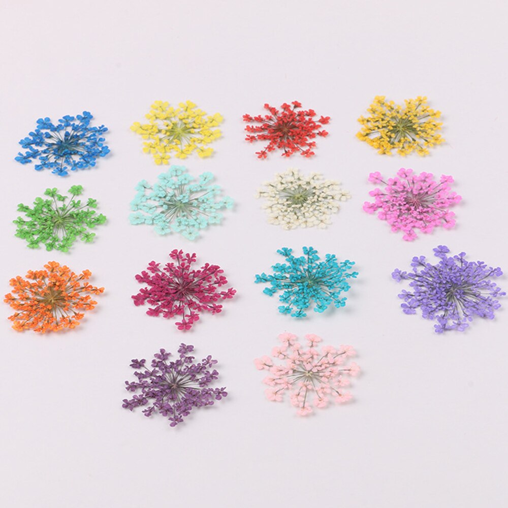 12/30Pcs Pressed Dried Ammi Majus Flower Dry Plants Necklace Jewelry Making Craft DIY Accessories Artificial Flower Decorations