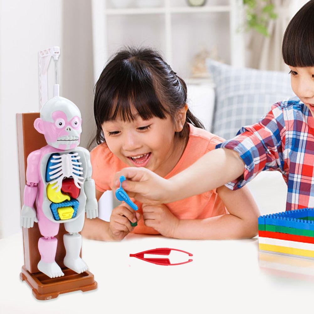 4D Human Body Assembled Model Toy Human Body Structure Model Early Educational Toys Desktop Game Model For Kids Children