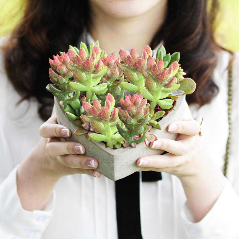 1pc miniatyr sukkulenter simulering mini diy plast kontor dekor hage hjem delikat bonsai blomster kunst tilbehør ornament