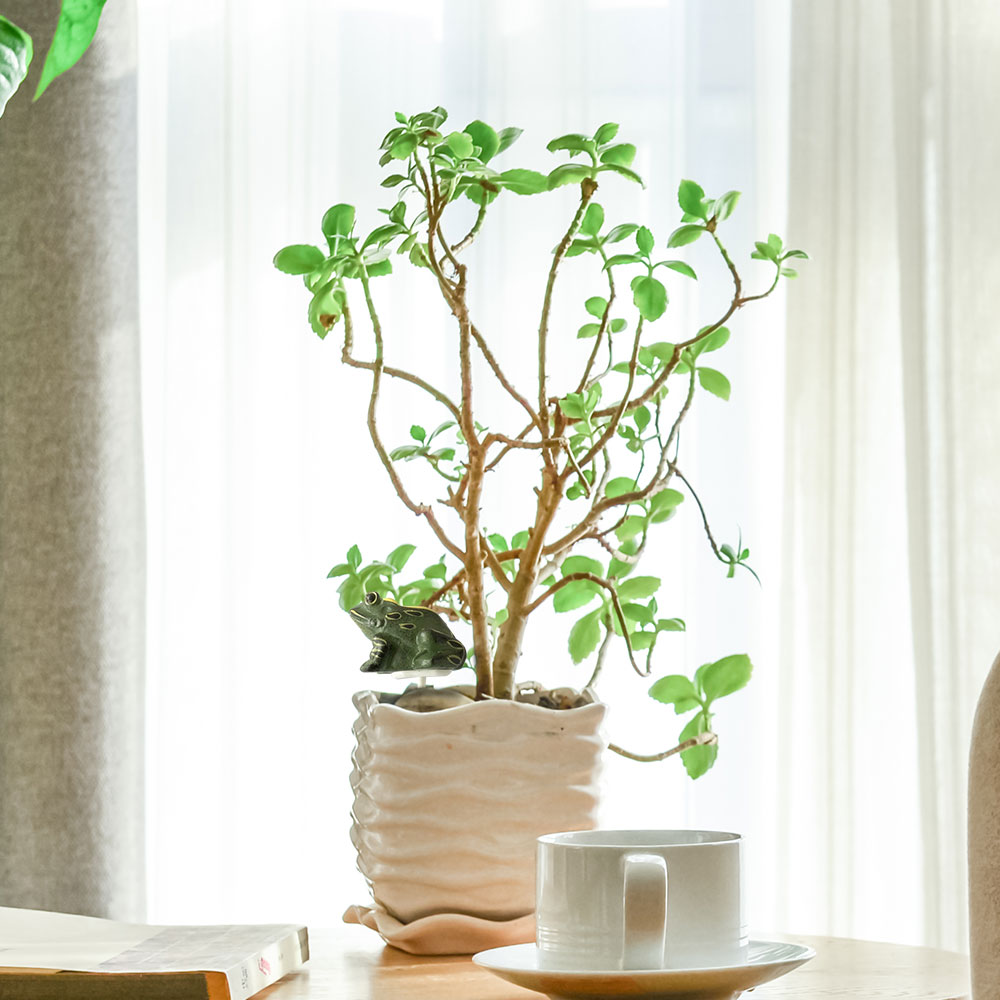 Resin Frog Soil Moisture Meter Plant Moisture Tester Sensor For Indoor Bonsai Farm Watering Reminder Garden Detector Hygrometer