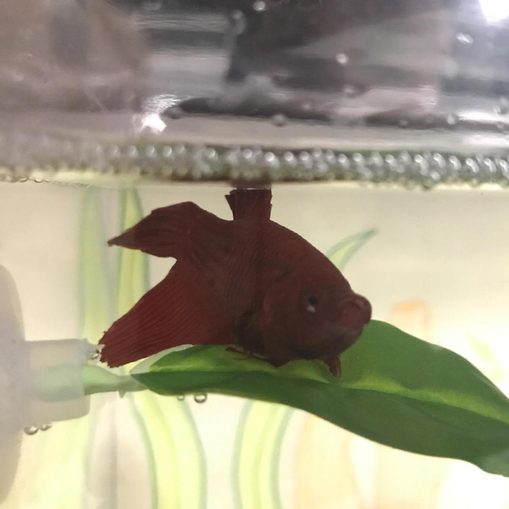 2 pcs Artificial Plant Leaf Fish Tank Betta Spawning Leaf Hammock Fish Rest Bed Tropical Betta LeavesAquariums Supplies