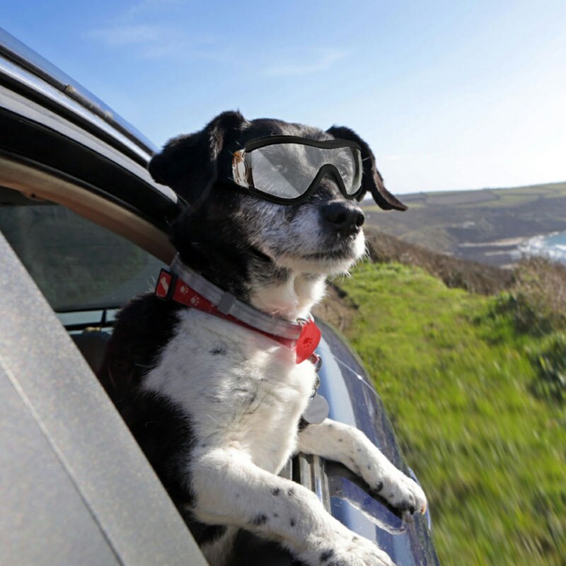 Mittel groß Hund Haustier Gläser Haustier Brillen Wasserdicht Hund Schutz Brille UV Sonnenbrille Wasserdicht Haustier Hund Brille