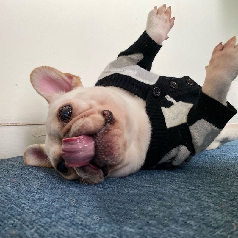 bulldog francese animale domestico cane cardigan maglione abbigliamento inverno caldo felpa con cappuccio giacca cappotto abbigliamento cani di piccola taglia media chihuahua carlino AQC45