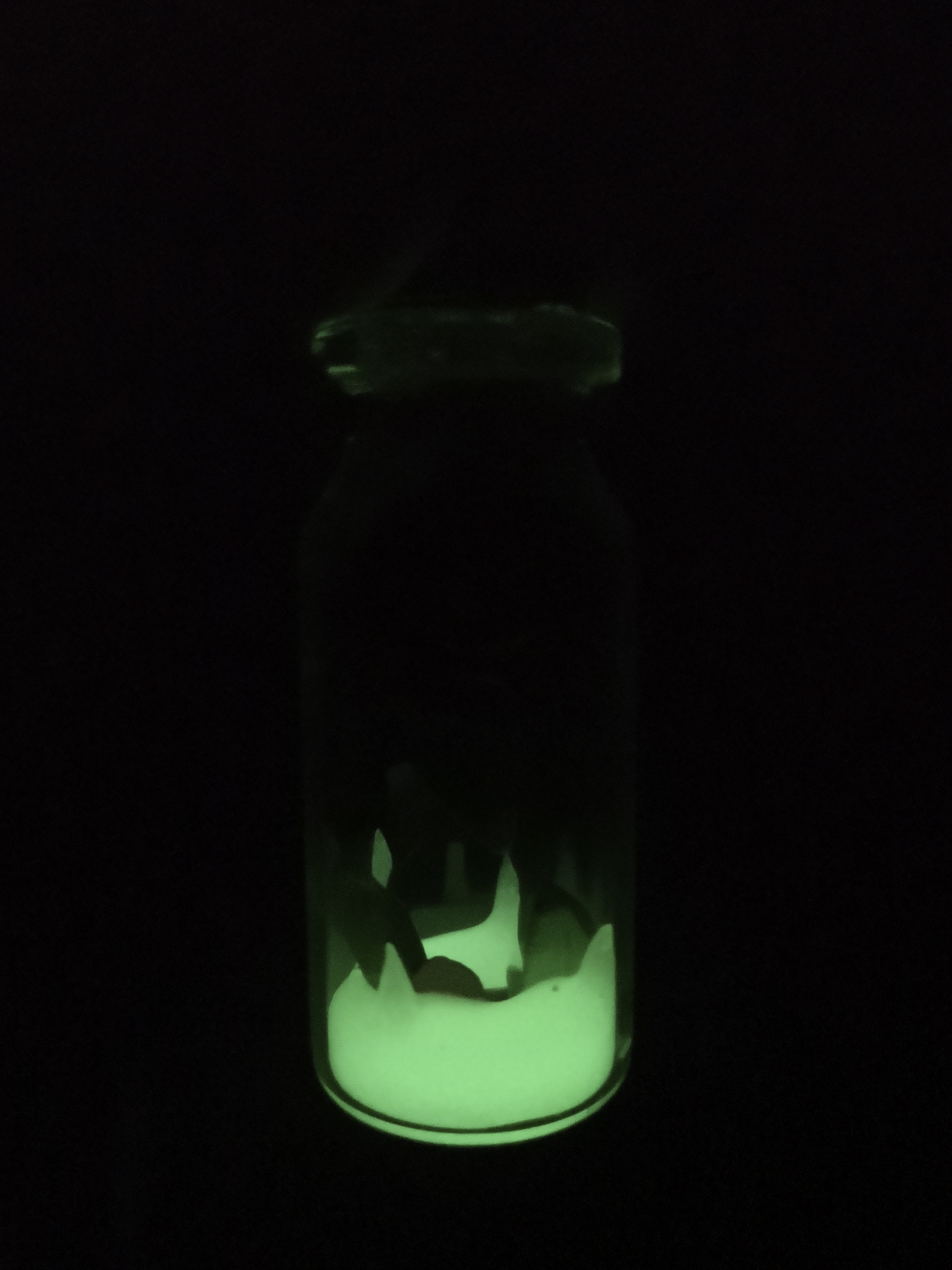 Eeuwige Rose. Tarrito Met Eeuwige Rose. Het Schijnt In Het Donker. Pot Met Een Eeuwige Rose Glow In The Dark.