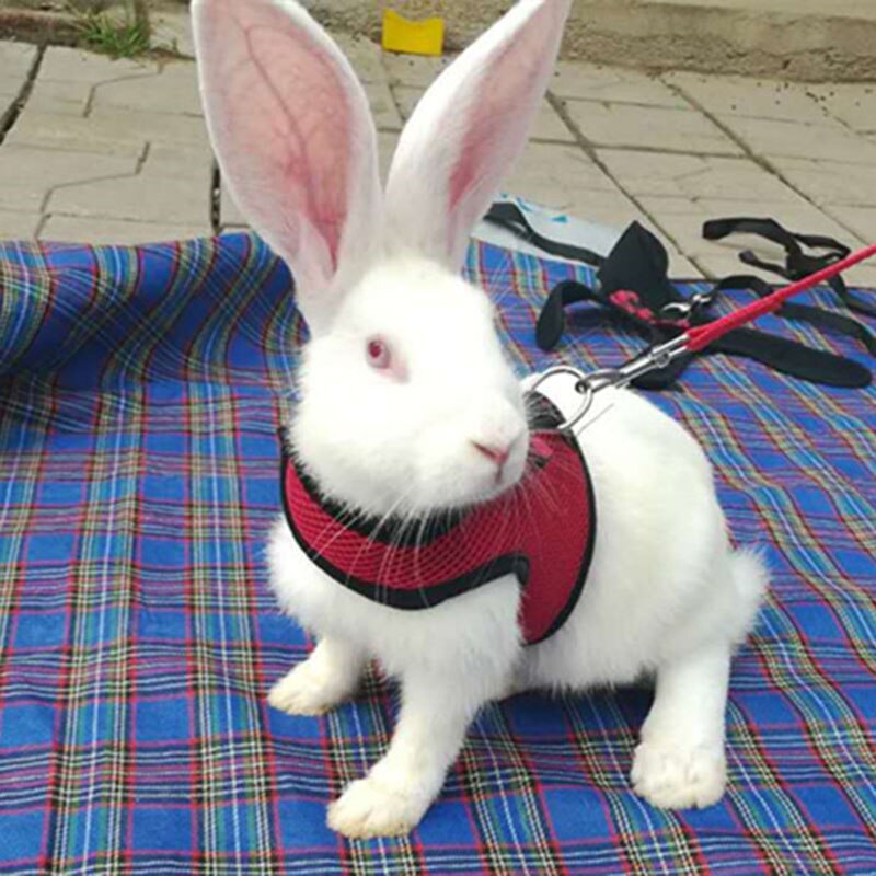 Pet Mesh Soft Harness With Leash Small Animal Vest... – Vicedeal
