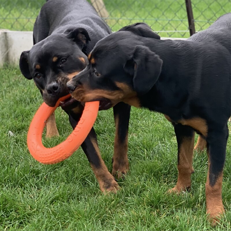 Juguetes de goma para perros pequeños y grandes, juguete antiestrés, discos voladores para cachorros, mascota grande, anillo de formación, equipo de goma