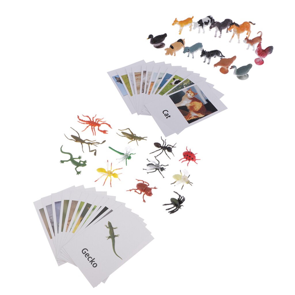 24Pcs Animals Model Card Homeschool Group Of Animals Science Naming Card A+C