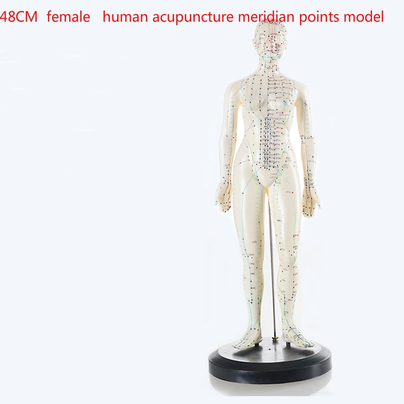 Human English-Chinese body acupuncture point model... – Grandado