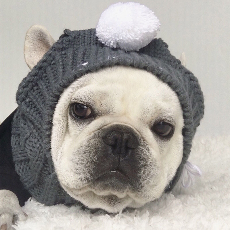 Hætter jul kæledyr hund hatte kostume hund tilbehør uld hvalp hat med kuglehovedbeklædning til små hunde fransk bulldog: Grå
