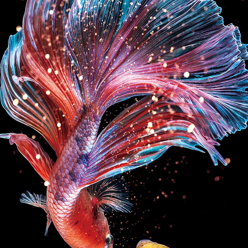 ricamo, FAI DA TE di Pesce Stampato principessa Pesce Rosso punto Croce, impostato per Il Ricamo Pieno di ricamo kit Koi Punto Croce Decoratio