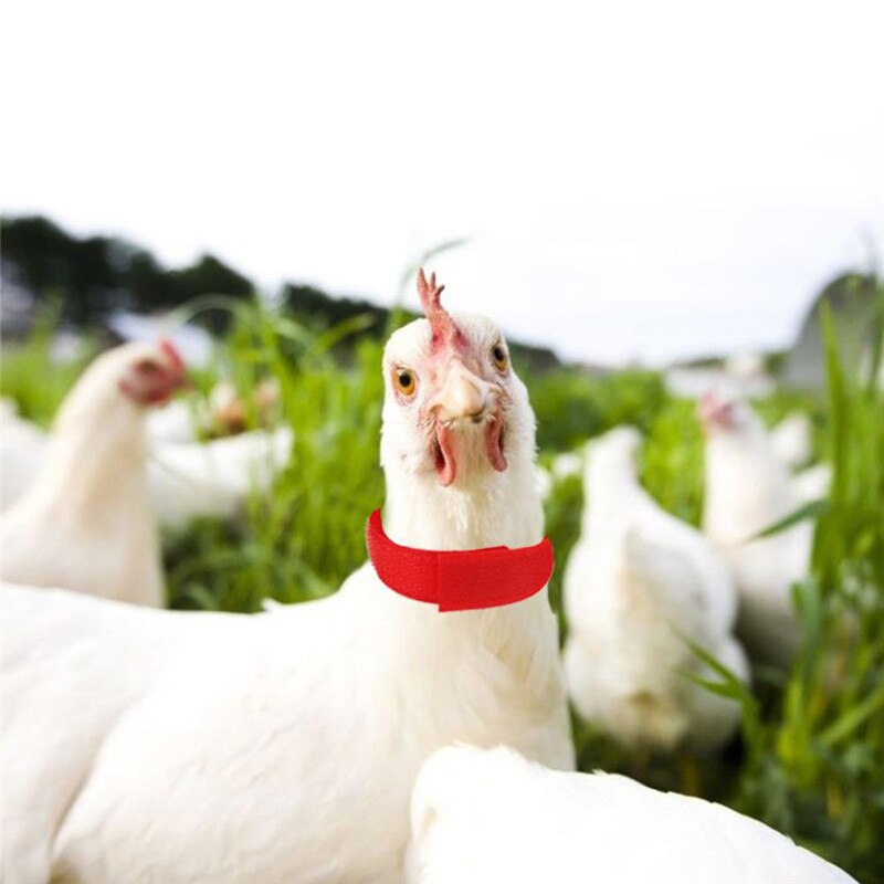 2Pc Rooster Noise-Free Anti-Hook Neckband Collar 2pcs Rooster Neck Collar Supplies Nylon Collar Rooster Supplies