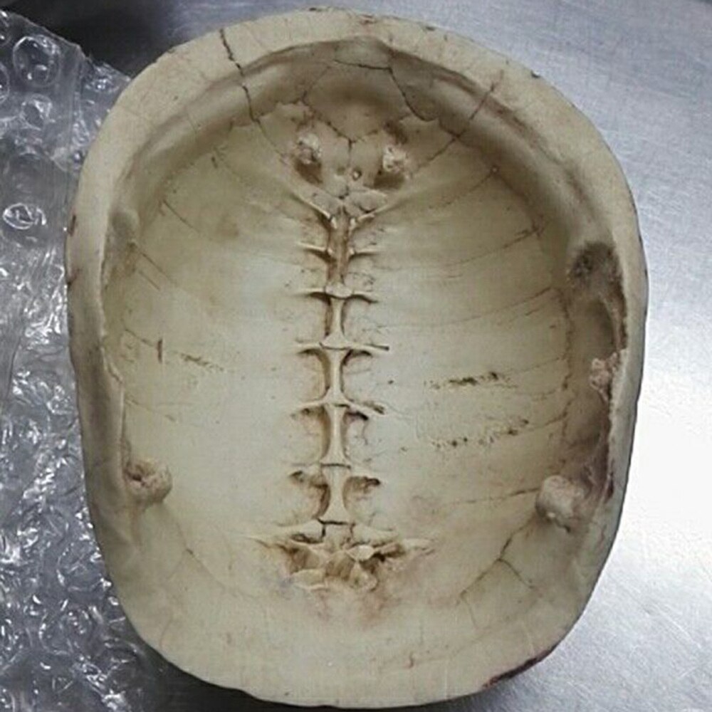 1pc Resin Emulational Turtle Shell Reptile Hide Rest Cave Pet Habitat Ornament for Reptile Pets