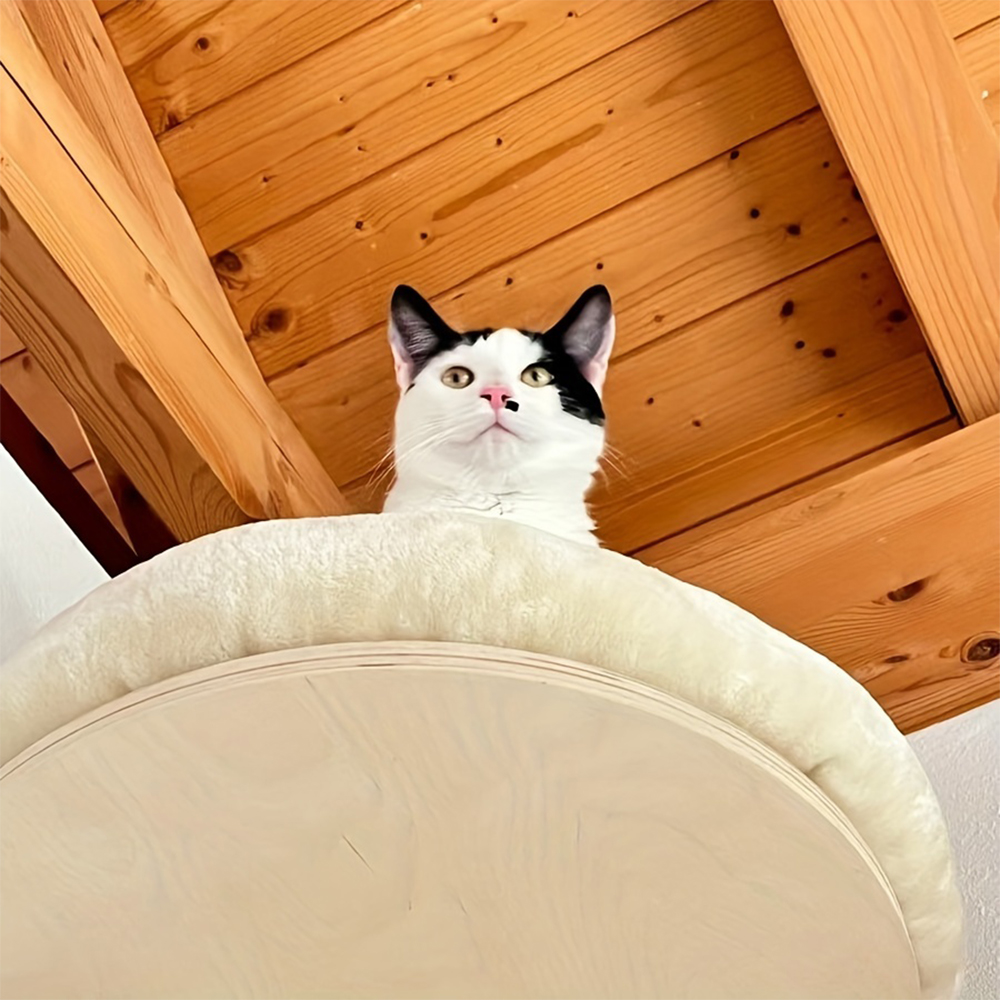 Cat Wall Climbing Shelf with Mat Solid Wooden Pet Furniture Climbing Cat Hammock Bed Tree for Activity Indoor Cats Perches