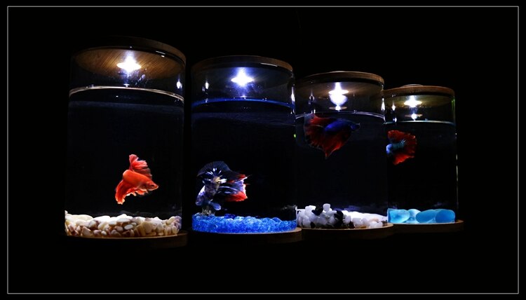 Bucket Aquarium Mini Small Glass Aquarium Desktop Micro Landscape Viewing Office Aquarium Ecological Bottle Aquarium Acuario