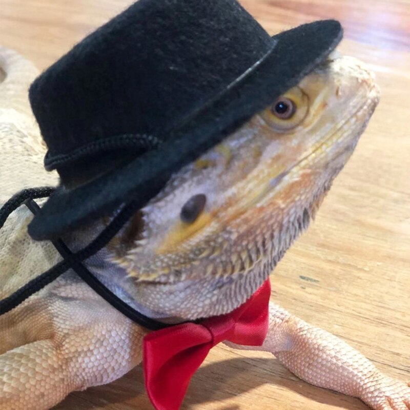 Eidechse Traktion Seil Hütte Fliege Weiche Leder Reptil bärtig Drachen nutzbar machen Leine Halloween Kostüm Kleidung