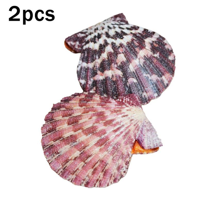 Color Oil Painting Scallops Color Shells Home Deco... – Grandado