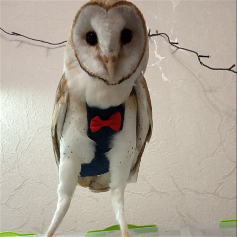 Pañal para pájaros y loros, traje de vuelo, ropa de pañales para mejillas verdes, periquito, cacatúa, palomas, mascotas, heces, bolsillo,