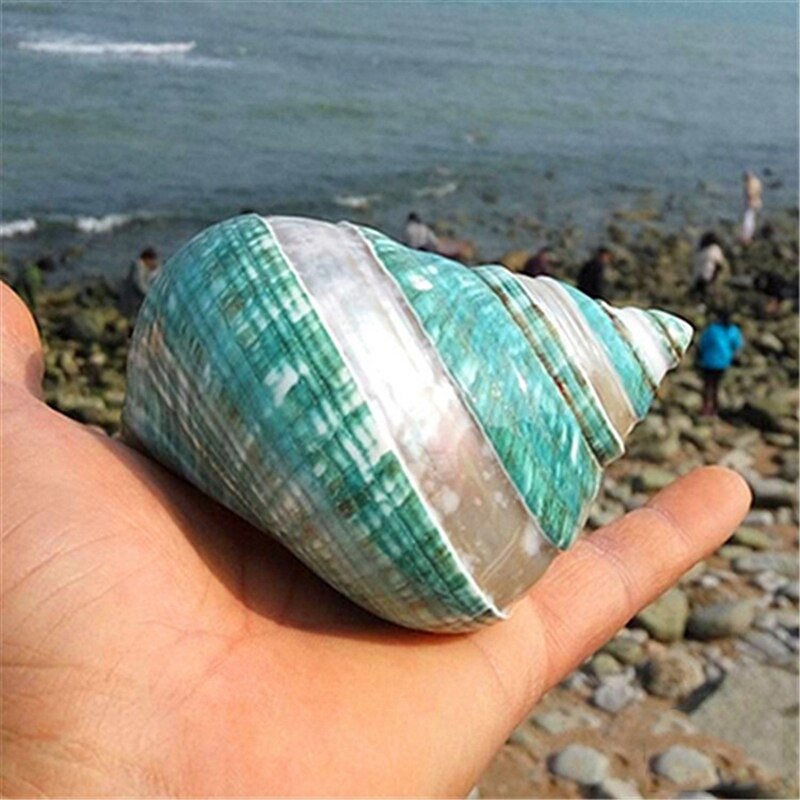 11Cm mar Caracol color verde 1 Uds decoración de peces de acuario seco chico decoración del acuario Mediterráneo Material orgánico de capa fina