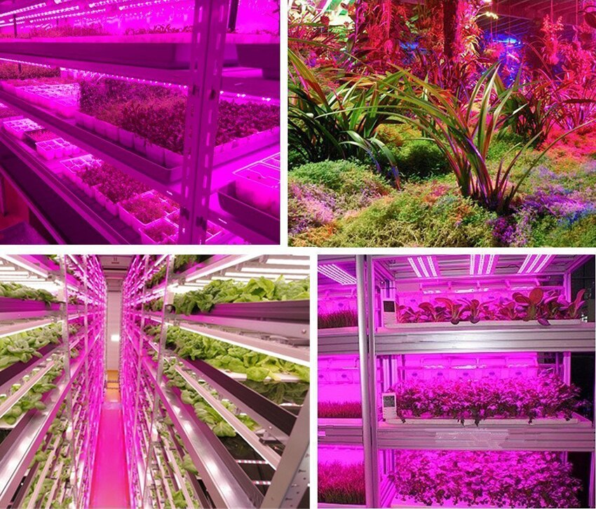 LED Plant Grow Lights 1M 2M 3M 4M 5M SMD 5050 DC12V Flexible LED Grow Strip Light for Greenhouse Hydroponics Plant Vegetable