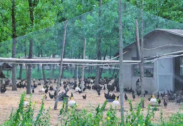 Strong fence net Golf net Pet protection net Garden protection net Chicken and duck breeding Garden protection net Gardening sup