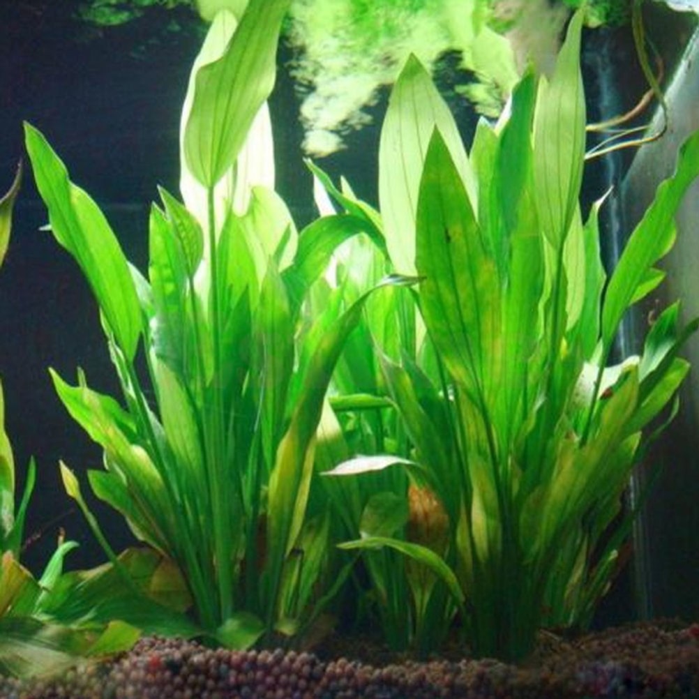 1PCS Pvc di Plastica Piante D'acquario Artificiale Della Decorazione 15 centimetri di Altezza
