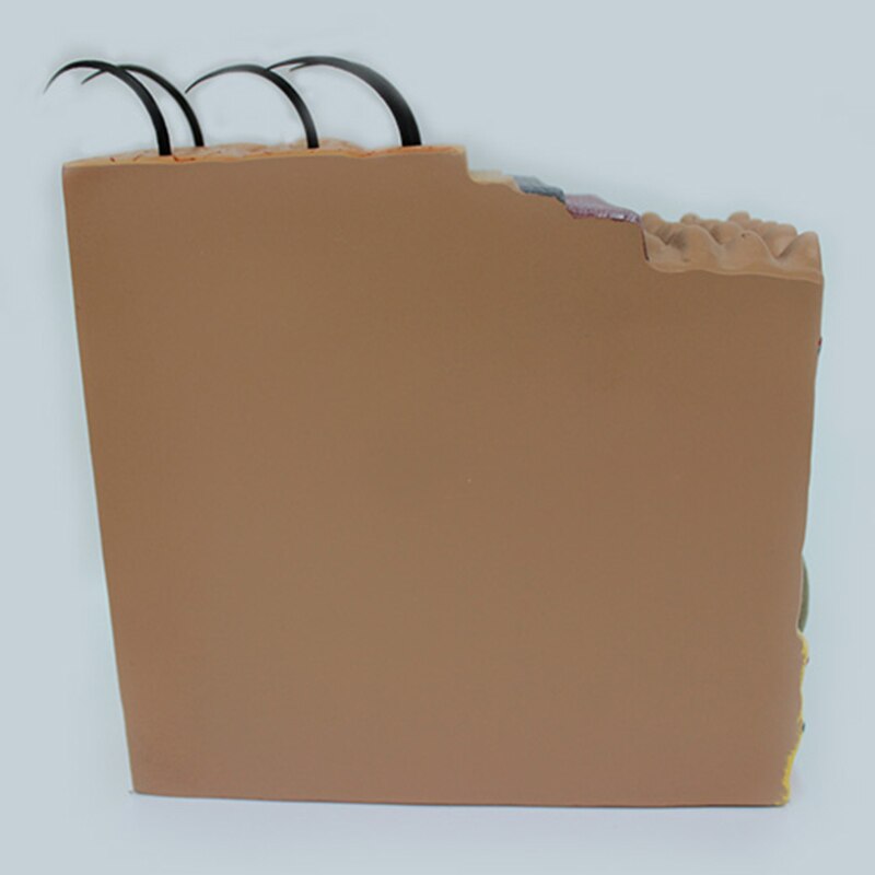 Skin Model, 35X Skin and Hair Structure Enlarge Model Anatomical Model Anatomy for Science Classroom Study Display Teaching Medi