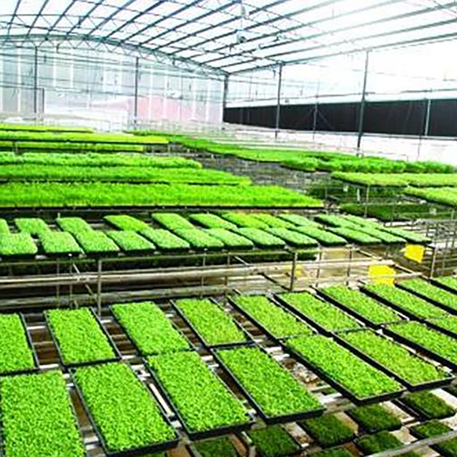 200 Cells Gardening Mini Breathable Lids Plastic Germination Box Nursery Pots Plant Seedling Tray Garden Planting Accessories