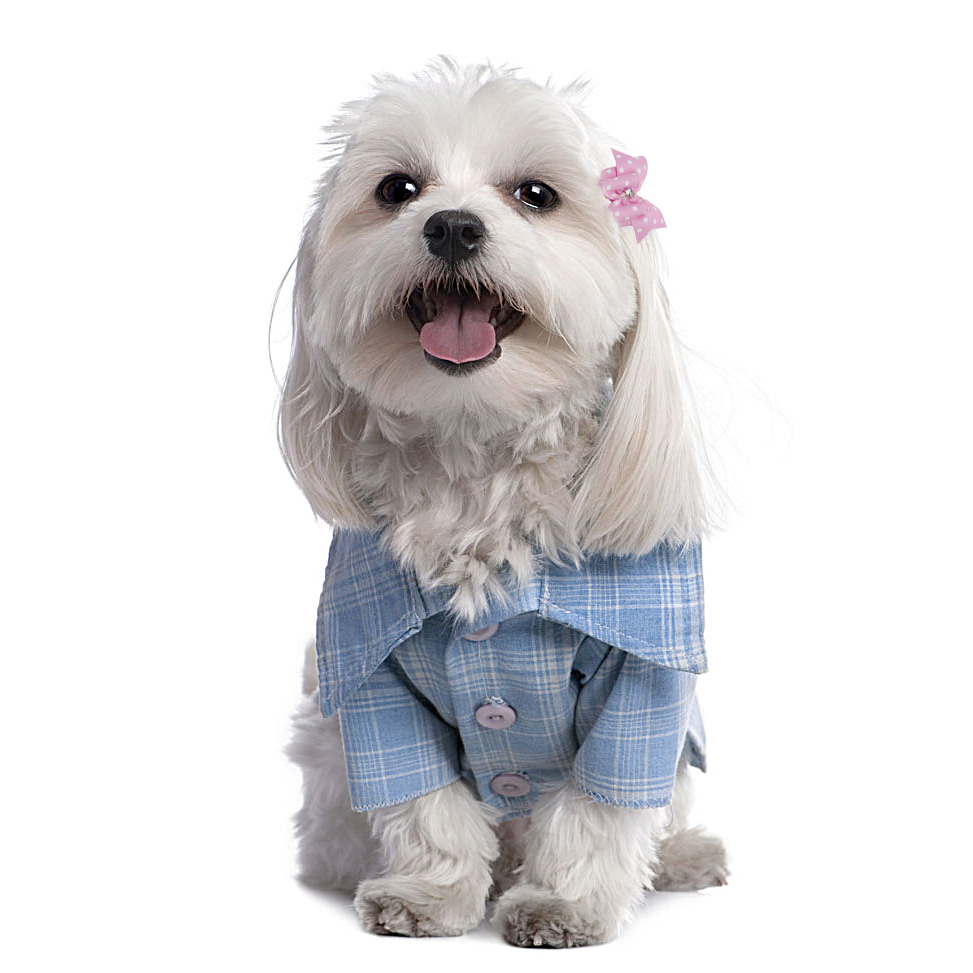 20/50/pcs Leuke Pet Grooming Accessoires Hond Haarelastiekjes Met Elastiekjes Crystal Rhinestone Boutique Voor Lange haar Kleine Hond Kat