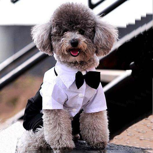 ¡Precio de fábrica! Mascota perro gato ropa Príncipe esmoquin pajarita traje cachorro traje mono S-XL