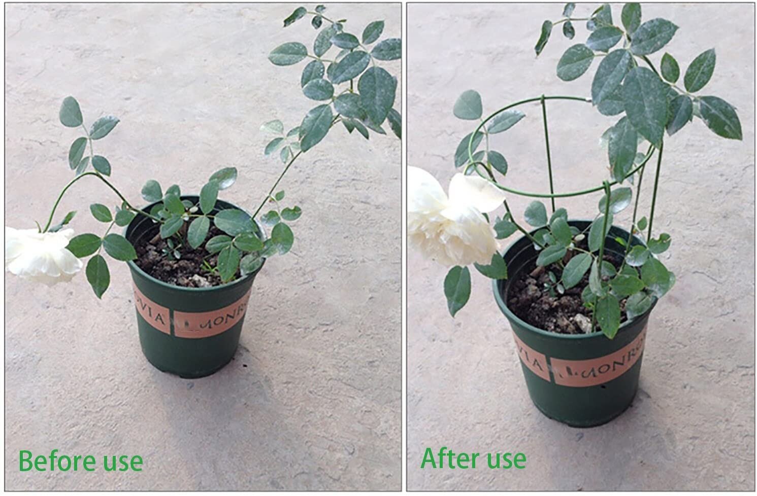 Rose Flowers Vine Garden Supply Garden Support Stake Garden Plant Supports Ring Border Support Plant Support Ring Cage N50