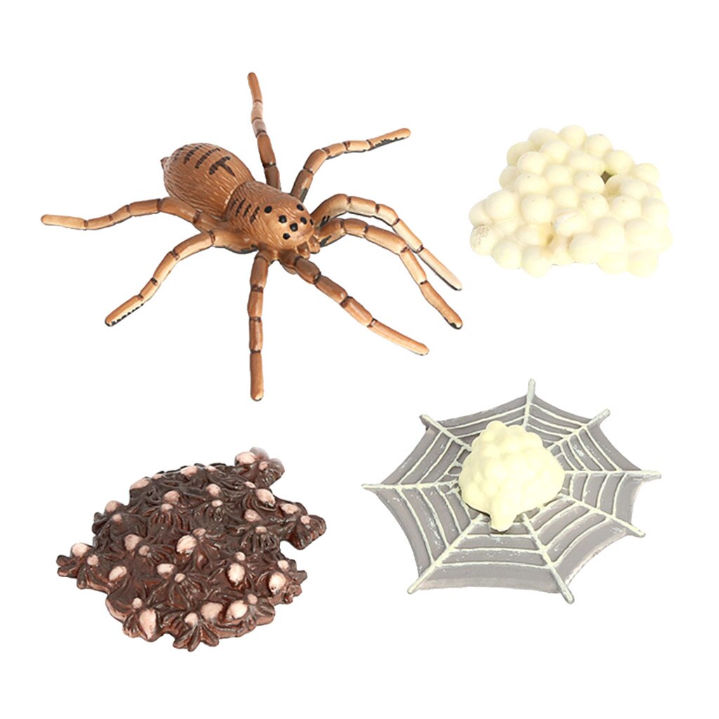 Spider Life Cycle of Growth Insects Animal Figures Miniature Educational Toys