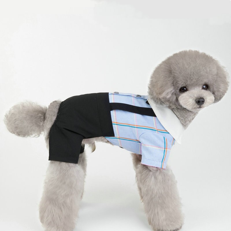 Sommer kæledyr hund bukser mælk hund tøj elskere bamse hunde tøj hvalpe hundedragter små hunde outfits kæledyr hund jumpsuit: Blå shorts / Xl