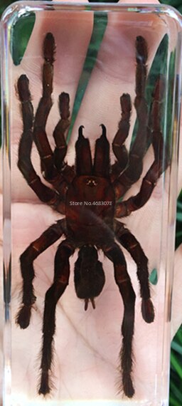 1piece Scorpion Specimen Grasshopper In Clear Resin Educational Explore Instrument School Teaching Supplies 110x43x26mm