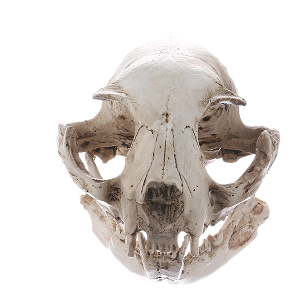 Realistische Kat Schedel, Hars Skelet Hoofd Schaal Model Decoraties, 6.5X6.5X9 Cm