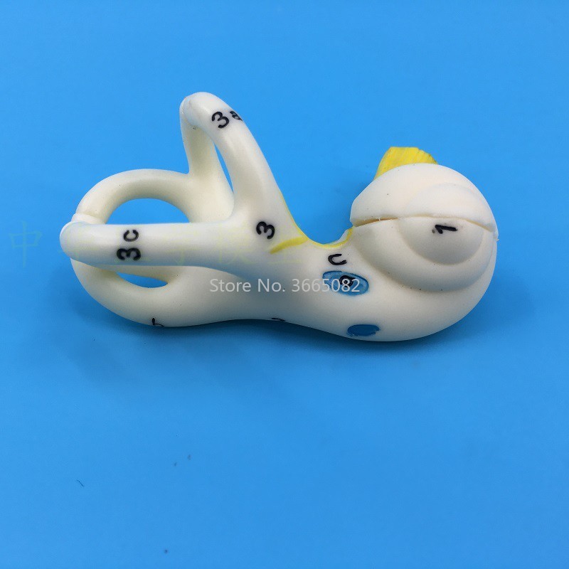 Ossicles  Malleus, Incus Stapes  Semicircular Canals Viiith Cranial Nerve Tympanic Membrane Pinna Outer Ear Middle Ear Inner