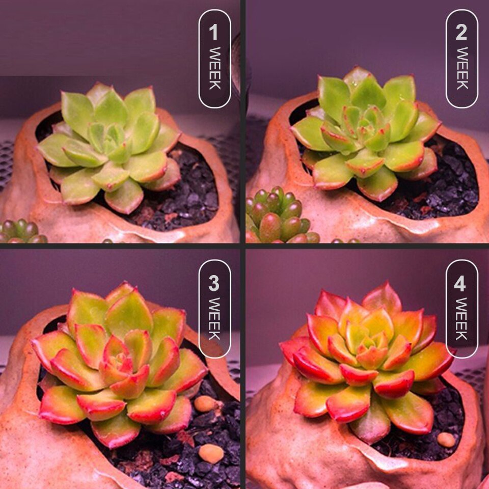 5Pcs 50W Led Grow Light Volledige Spectrum Led Strip SMD5730 Indoor Kweektent Hydrocultuur Uv Verlichting Voor Planten lamp Phytolamp Fitolamp