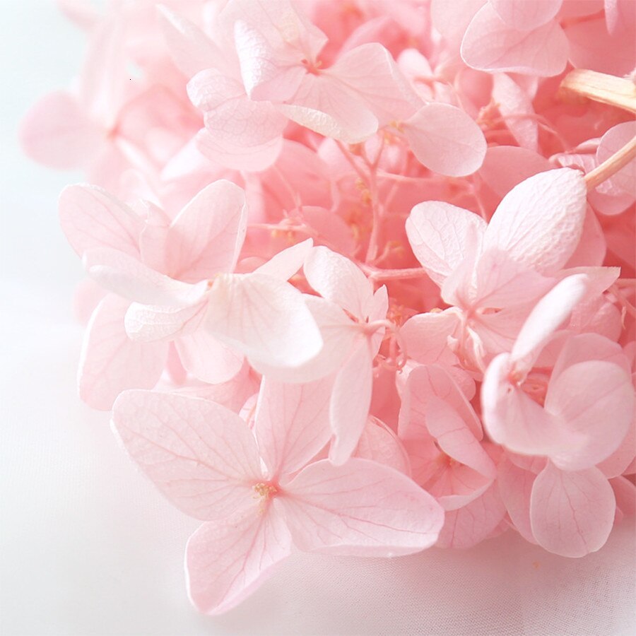 20g naturlige frisk hortensia tørket blomsterhode gjør-det-selv ekte evigblomstmateriale langtidskonservering falmer ikke