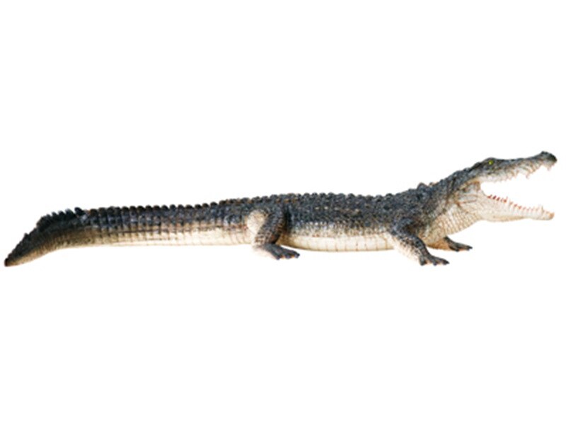4d Crocodile modèle d'anatomie animale squelette médical enseignement aide laboratoire équipement éducatif maître puzzle assemblage jouet