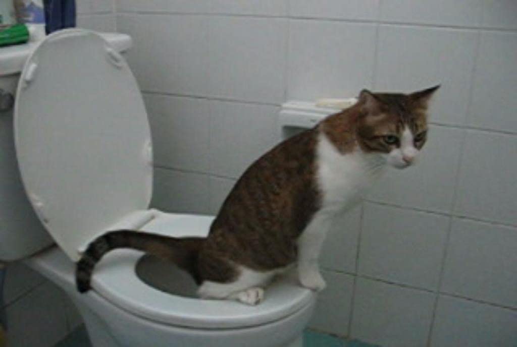 Citikitty Gezien Op Shark Tank Cat Toilet Training Kit