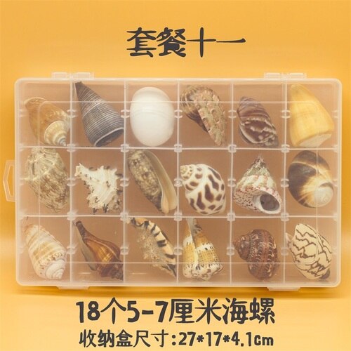 Natuurlijke Schelp Zeester Exemplaren Box Voor Kinderen Voorschoolse Mariene Biologie Populaire Wetenschap Decoratie Ambachten: 11