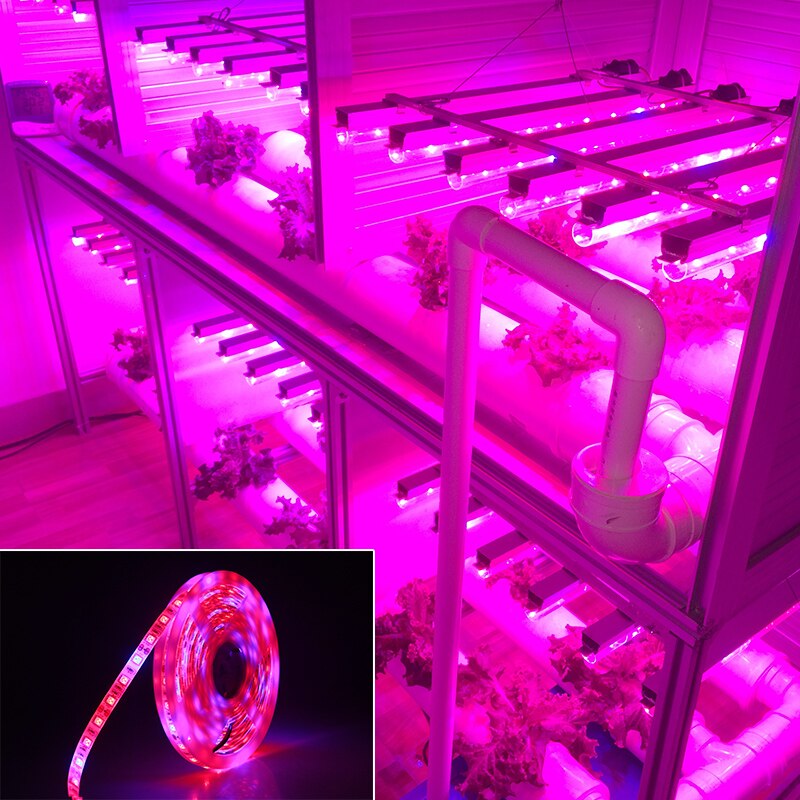 Led vokse lys fuldt spektrum 5m led strip lys 5050 led blomst plante phyto vækst lamper til drivhus hydroponisk plante voksende