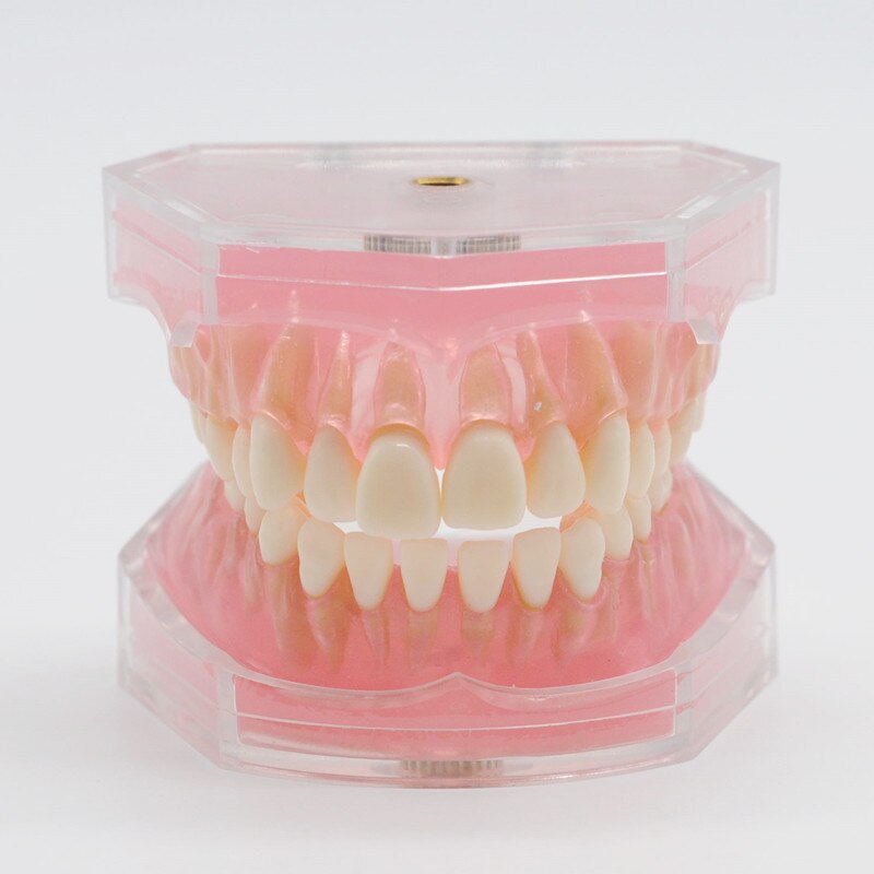 Modelo de enseñanza de goma suave extraíble, modelo tipodno para estudio de laboratorio Dental